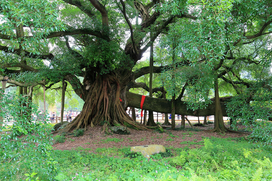 大榕树